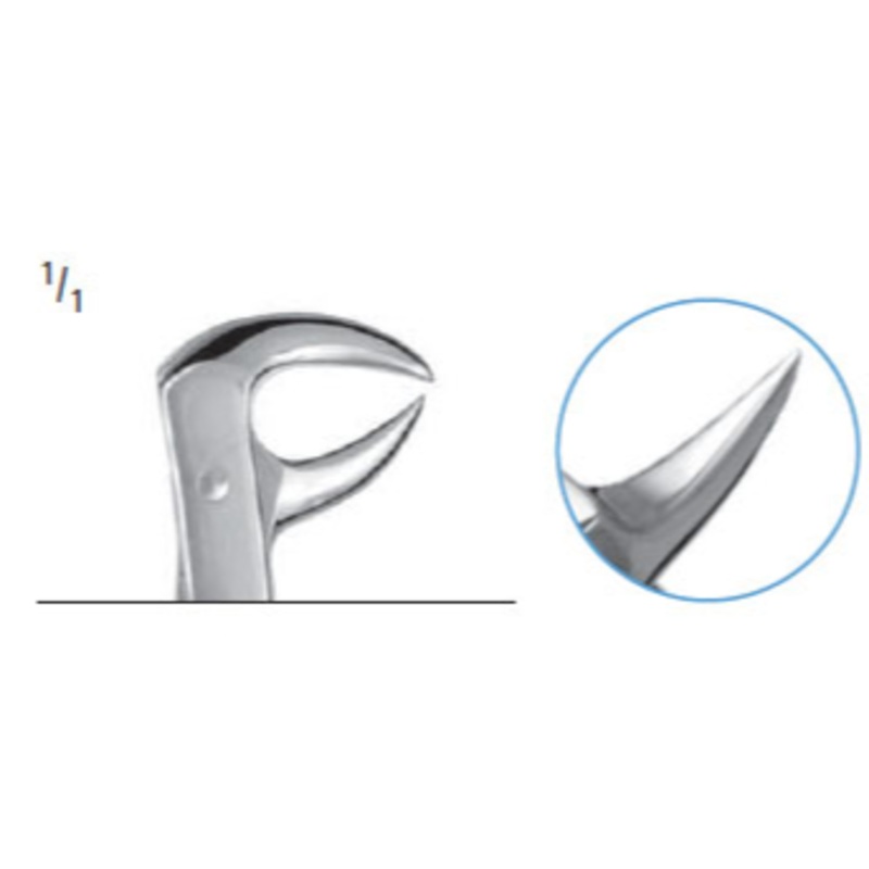 Anatomica Tooth Forceps (Z300-B22)